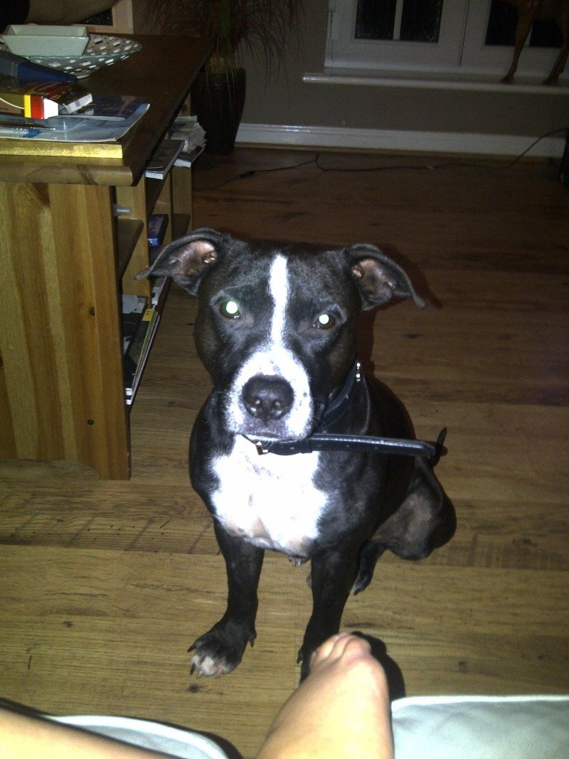 Can anyone help me figure out the cross of my staffy