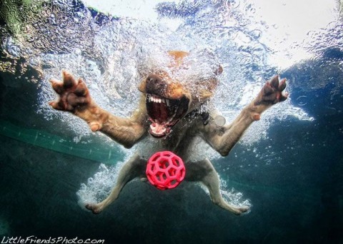 Подводные собаки))) Big_810