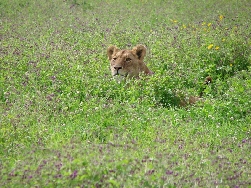 Ngorongoro Crater 2008 Dsc00215