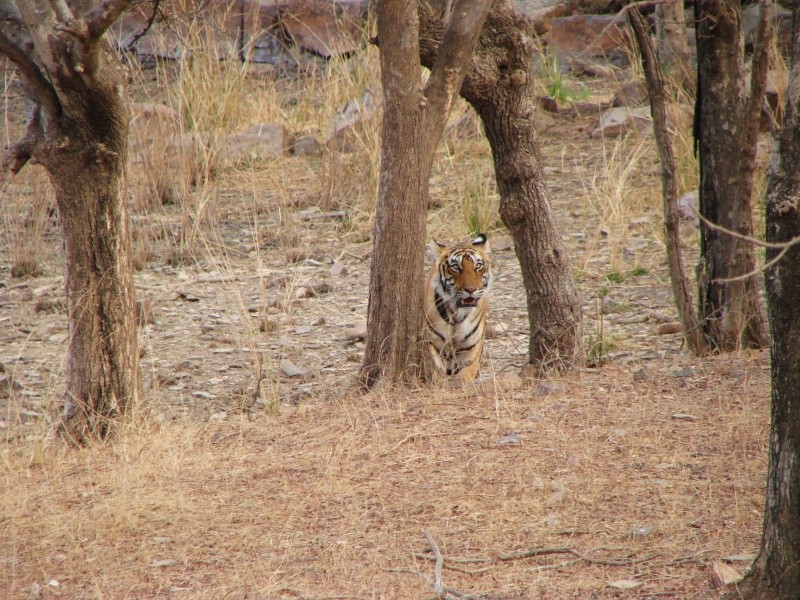 Wildlife Photos - India 2008 Dsc09314