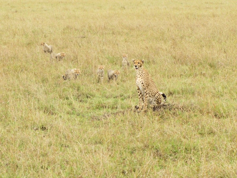 Leopard in Mara October 2010 Maasai16