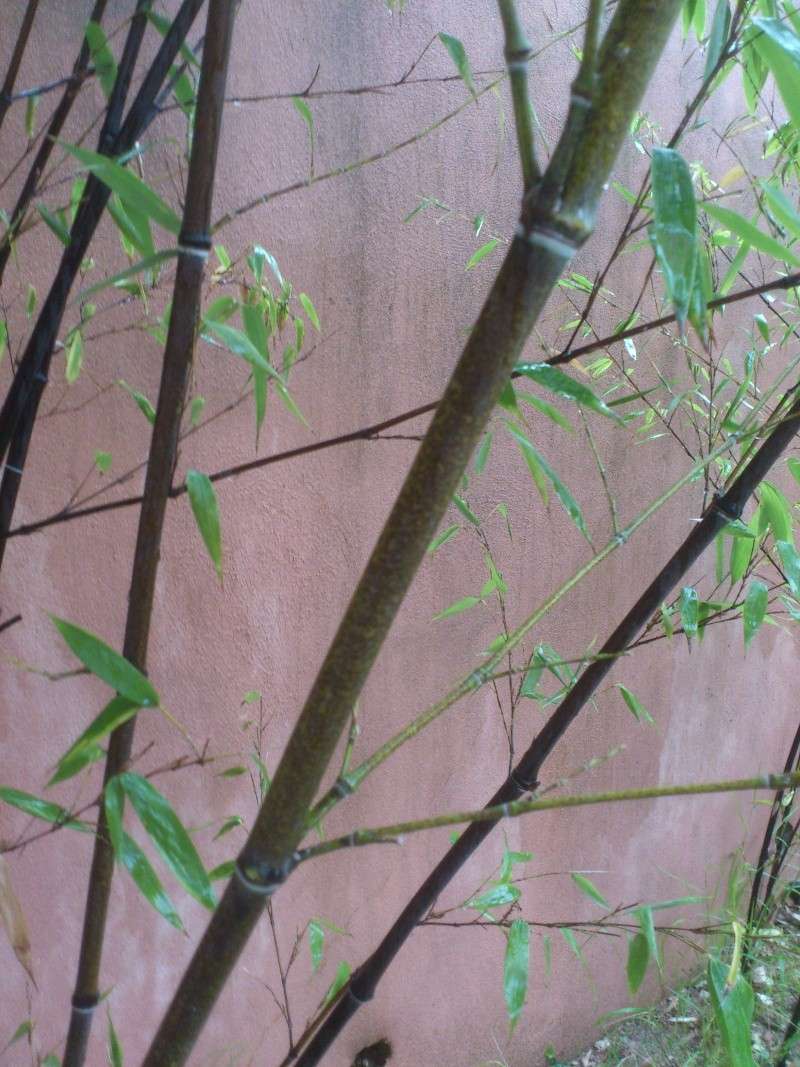 Bambou noir  Dsc_0210