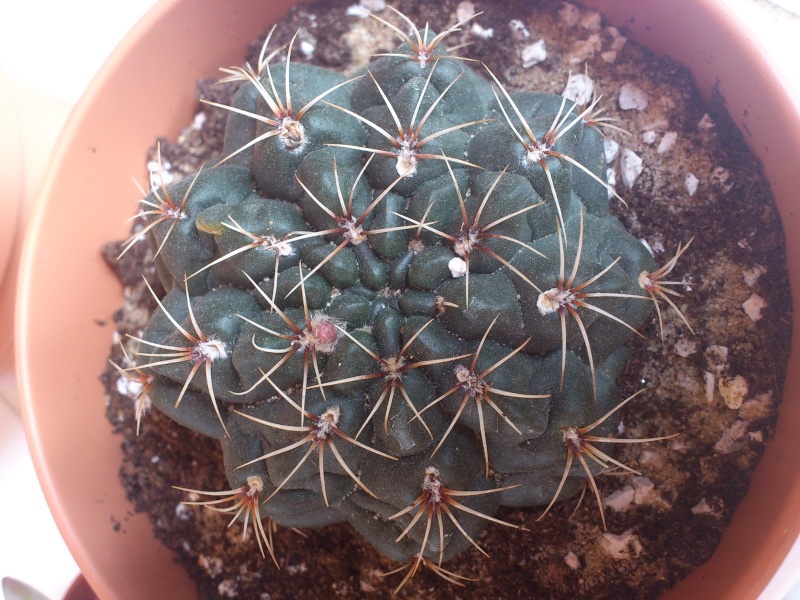 tout petit bourgeon floral sur cet inconnu [Gymnocalycium baldianum] Dsc_0314