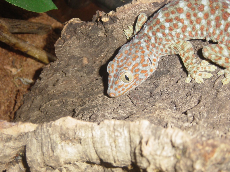 My Beardie and a very angry Tokay :) Dsc00311