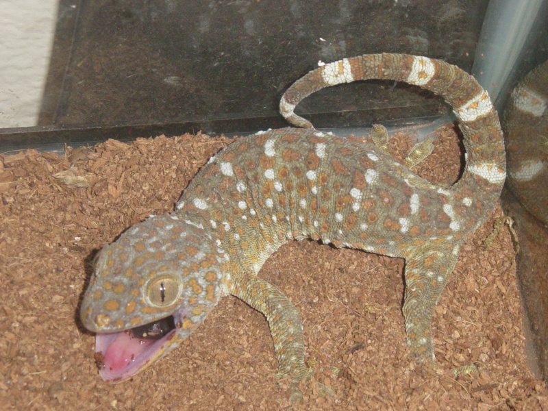 My Beardie and a very angry Tokay :) Dsc00313