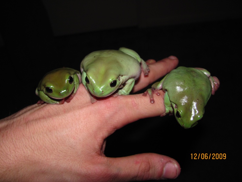 White's Tree Frogs Img_0110