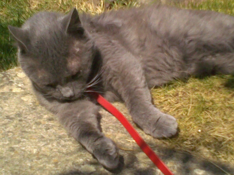 URGENT - Adoptant pour JOHNNY - adorable chat type chartreux de 10 ans FIV+ (35) 30072013