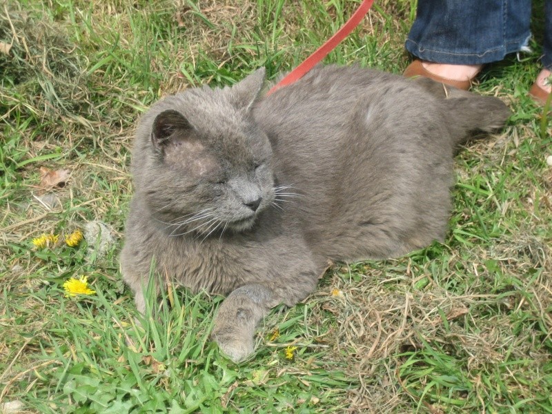 URGENT - Adoptant pour JOHNNY - adorable chat type chartreux de 10 ans FIV+ (35) Johnny15