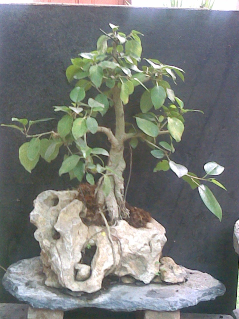 advice and comments on this ''ficus on rock'' Ficus_10