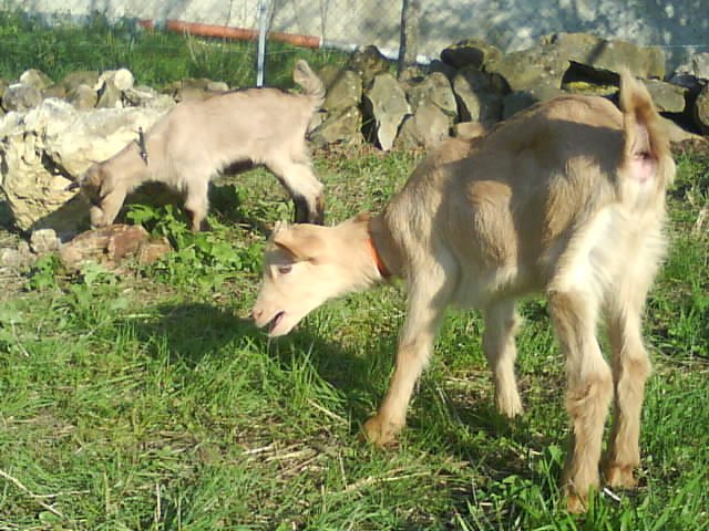 Emeraude, Zaho et Caramel, mes 3 amours de chèvres <3 21811111