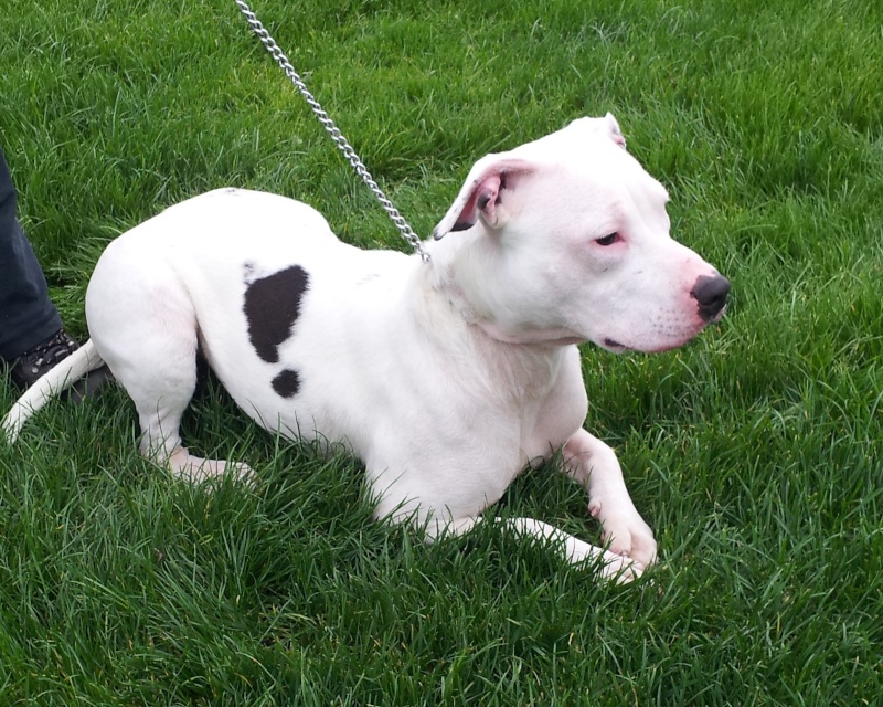 LOLA - SBT female puppy, 10mths old - SAFE 20121110