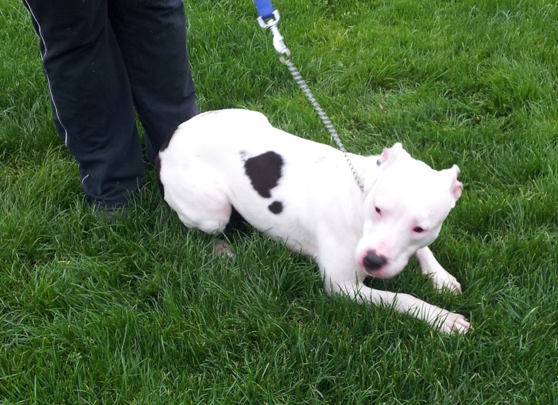 LOLA - SBT female puppy, 10mths old - SAFE 20121111