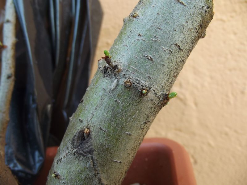 biancospini B10