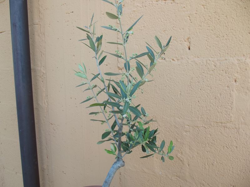 brutta infestazione su olivo Dscf1526