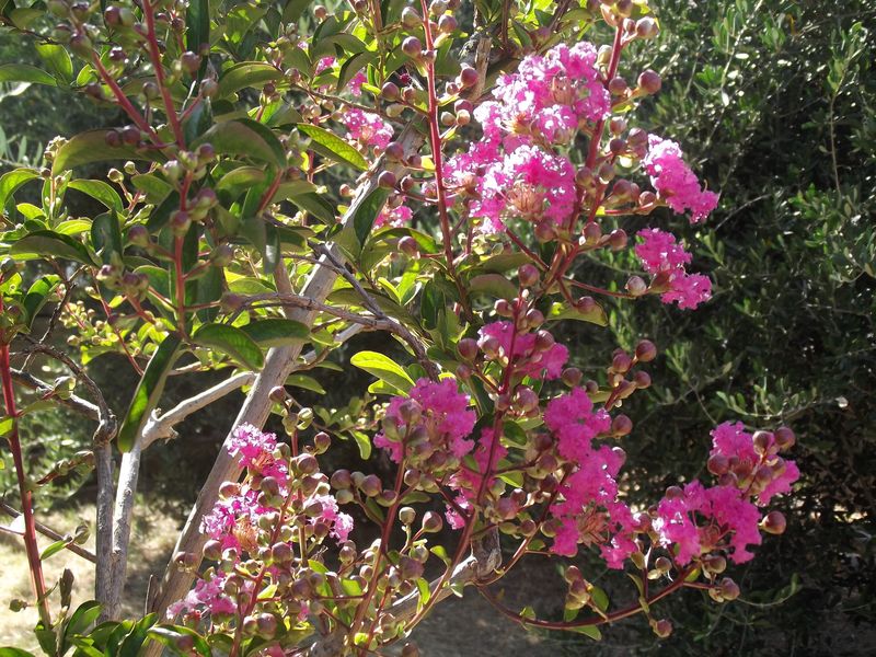 margotta - margotta su lagerstroemia Dscf1735