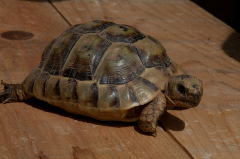Age d'une tortue Img_8313