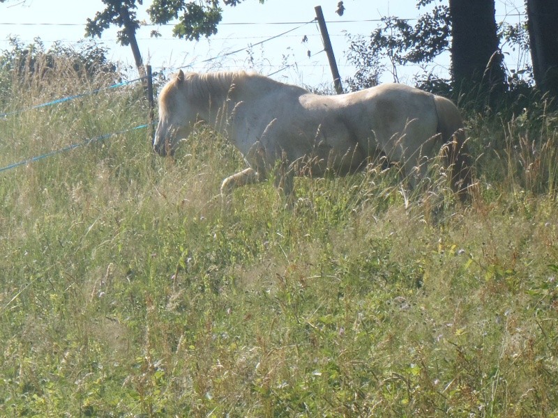 (Dept19) PRINCE et Gwladys38, décédé  P6020814