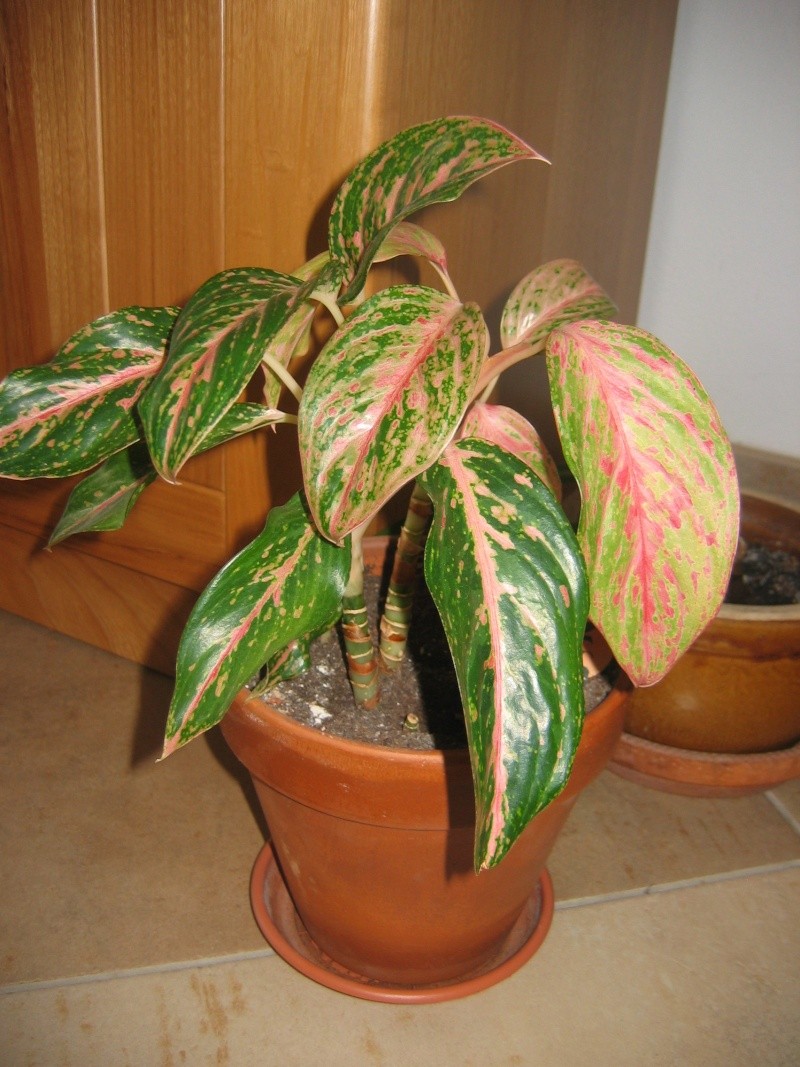 un expert en aglaonema, please 00213