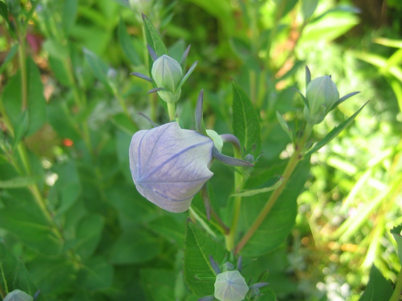 quel est le nom de cette plante?[Platycodon grandiflorus] 4310