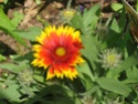 Thème de mois de Juin 2012 : Juin au jardin ou composition fruits et plantes. 01110