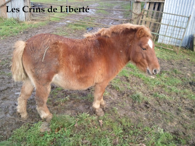 (Dpt 72) LEON, poney 5 ans réservé par Aurélie !!! (Janv 2013) Photo011