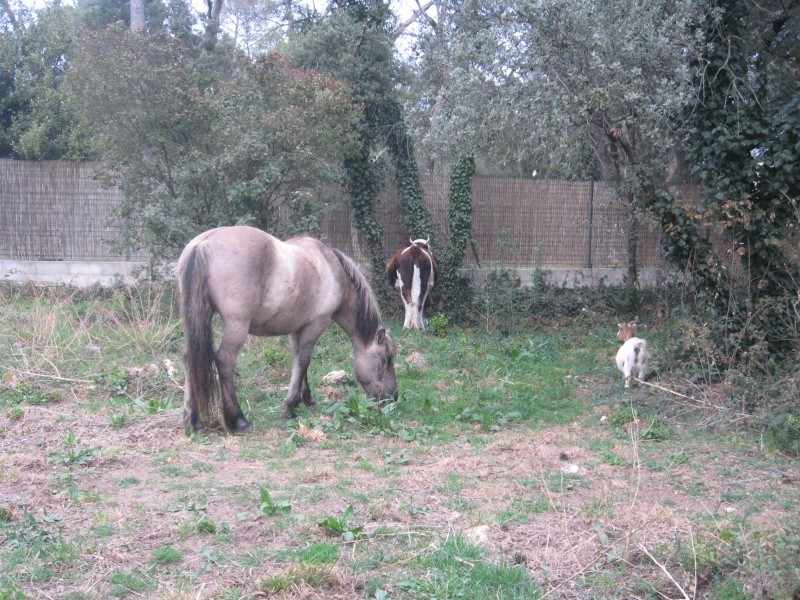 Hier , Lola et Lolette avec nos chevaux  Th_4_011