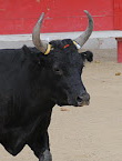 Bouger en Camargue en Avril 2012 Dsc_0010