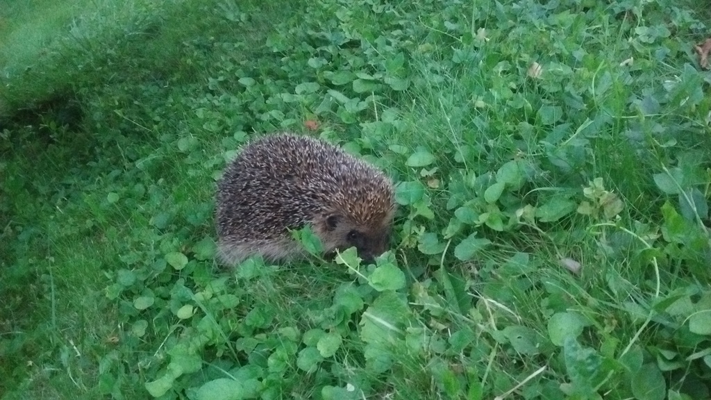 On va au jardin ? - Page 6 Img_2012
