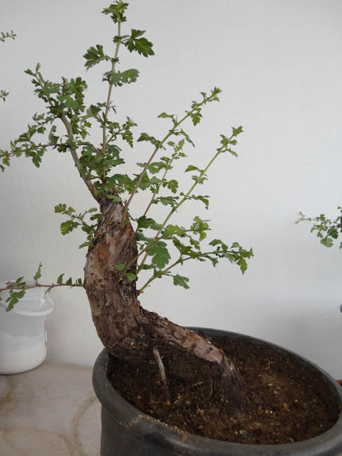 Sakaki / Hawthorn yamadori collection Alic_015