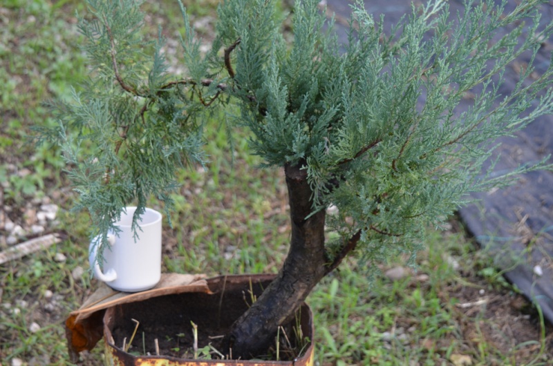 Which one/s of these junipers to select if you would buy? (pls wait for all pics to load) Ardic-26