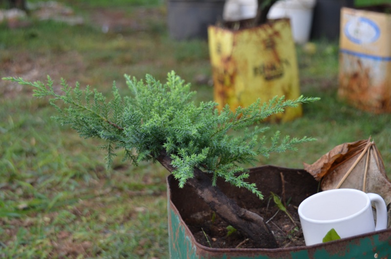 Which one/s of these junipers to select if you would buy? (pls wait for all pics to load) Ardic-29