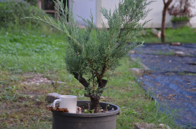 Which one/s of these junipers to select if you would buy? (pls wait for all pics to load) Ardic-54