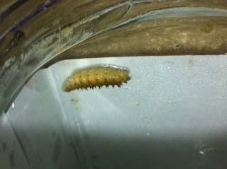 PLEASE HELP IDENTIFY THIS GRUB/LARVAE!!! :/ Photo11