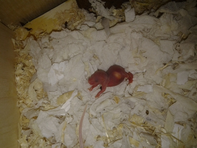 Meine Mäuse haben Nachwuchs 20120711