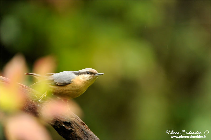 Les oiseaux de la mangeoire Affut-13