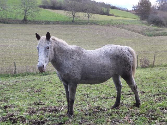 GIPSY - OI typée Appaloosa née en 1995 - Adoptée en juin 2011 par Xeudav - Page 2 P1080118