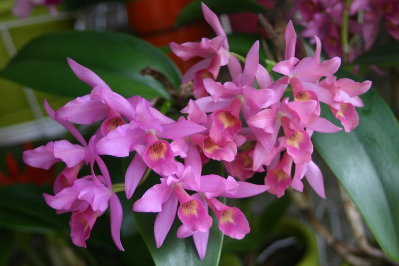 encore des orchidées C_guat10