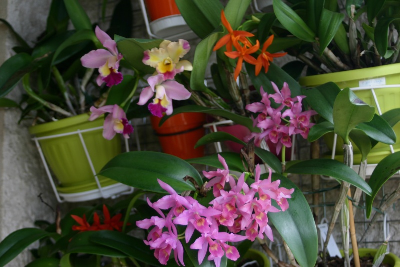 encore des orchidées C_guat11