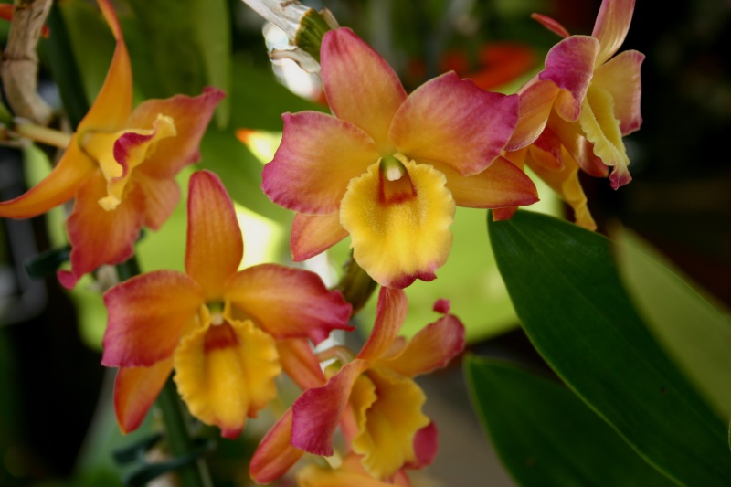encore des orchidées D_nobi10