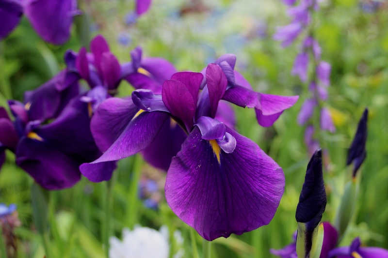 iris ensata ou kaempferi Ensata10