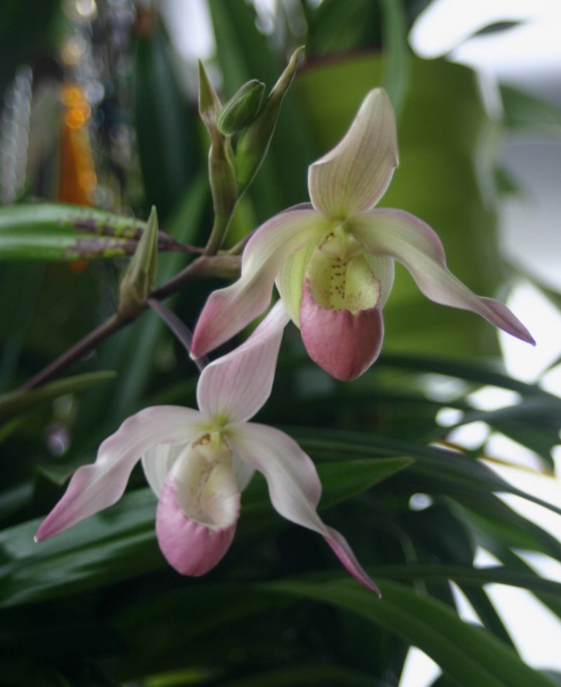 encore des orchidées Phragm10