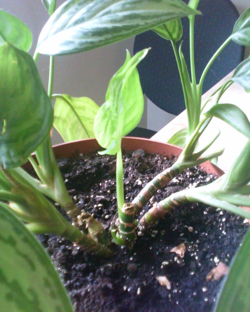 un expert en aglaonema, please Aglaon24