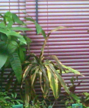 jeune plant dracaenae lemon lime Dracen10