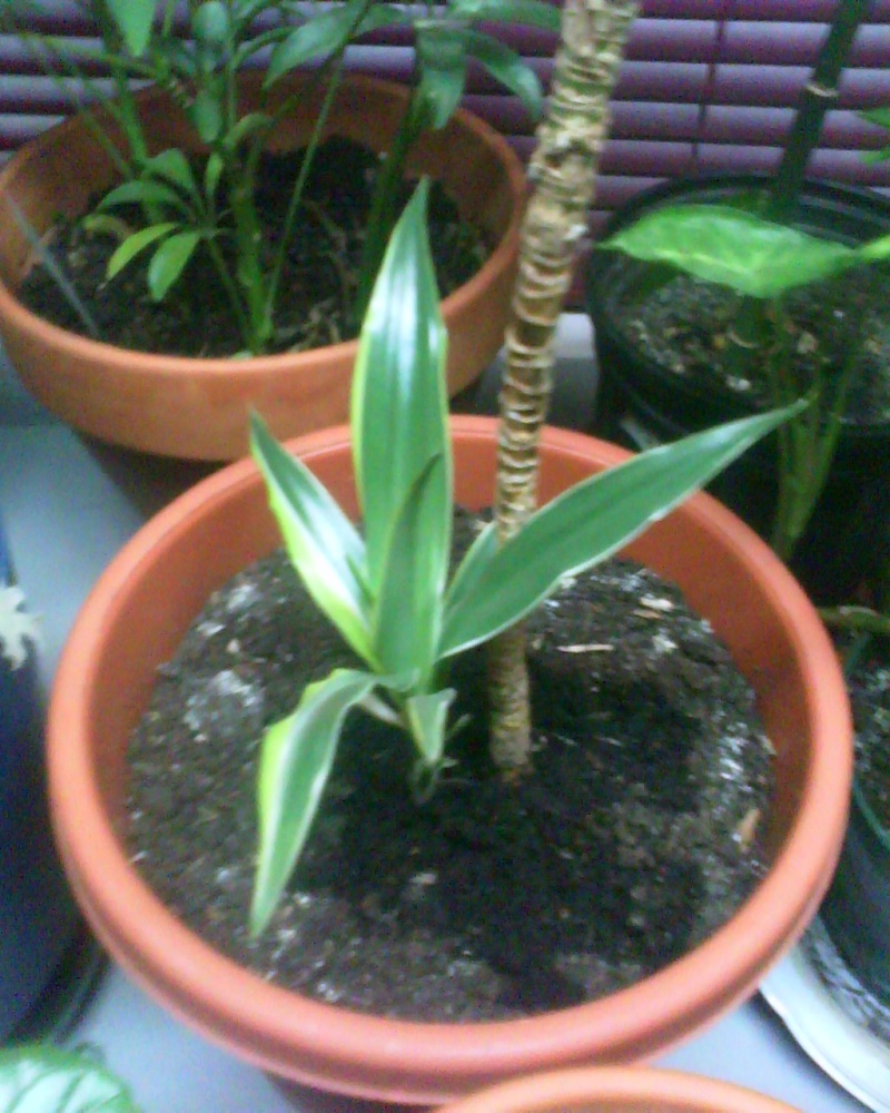 jeune plant dracaenae lemon lime Dracen15