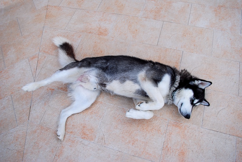 URGENCE pour COOPER !!!! (Siberien X Malamute) de 2ans. Corse ADOPTE - Page 4 29_04_13