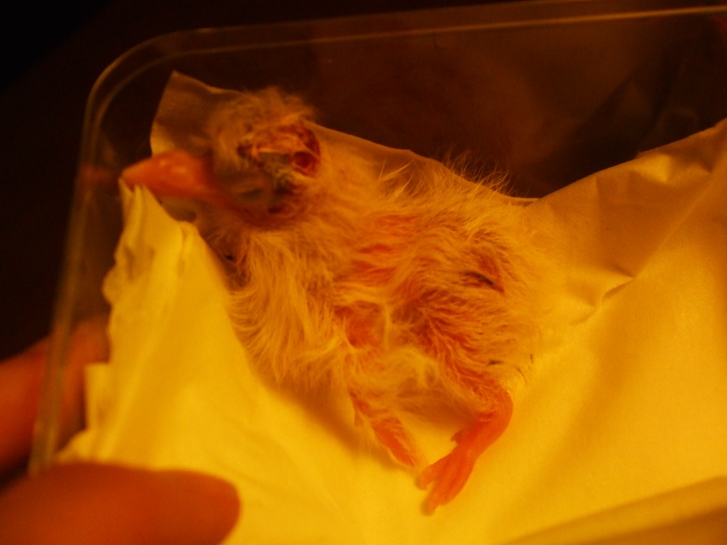 URGENT Bébé oiseau ramené par le chat et blessé Dscf5910