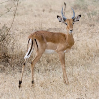 Une de merveilles de la création la Gazelle 600px-10