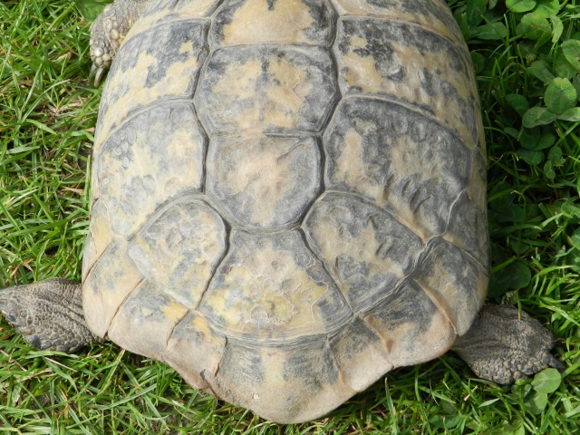 tortue terrestre mord la femelle  Tortue14
