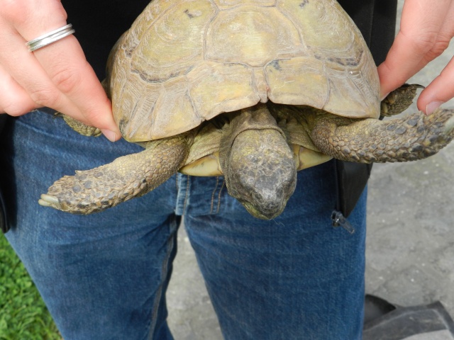 tortue terrestre mord la femelle  Tortue17
