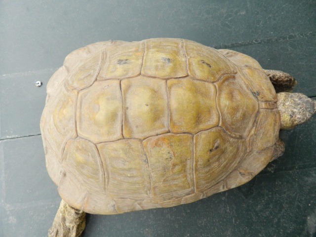 tortue terrestre mord la femelle  Tortue18